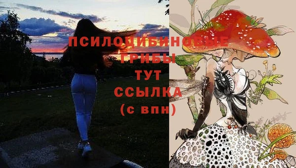 сатива Нефтекумск