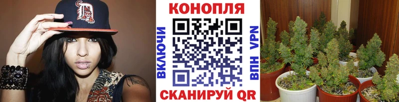 blacksprut вход  купить наркотики сайты  Кораблино  Канабис планчик 